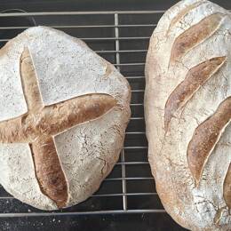 Pain bio au levain à la farine de blé truffier - 2x 1 livre
